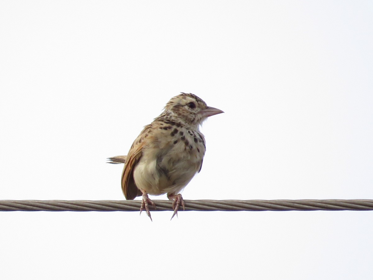 Indian Bushlark - ML619917552