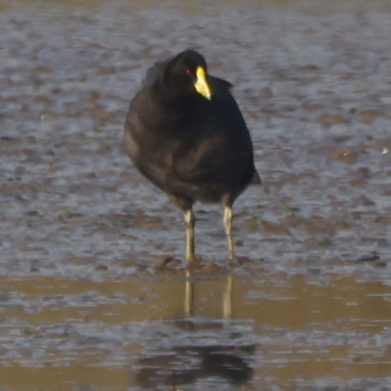 White-winged Coot - ML619917556
