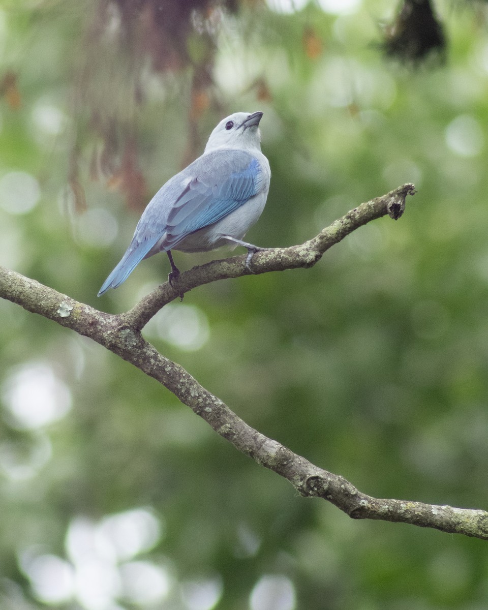 Blue-gray Tanager - ML619917557