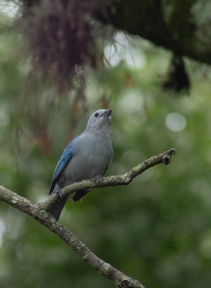 Blue-gray Tanager - ML619917558