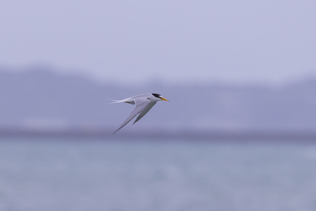 Little Tern - ML619917559