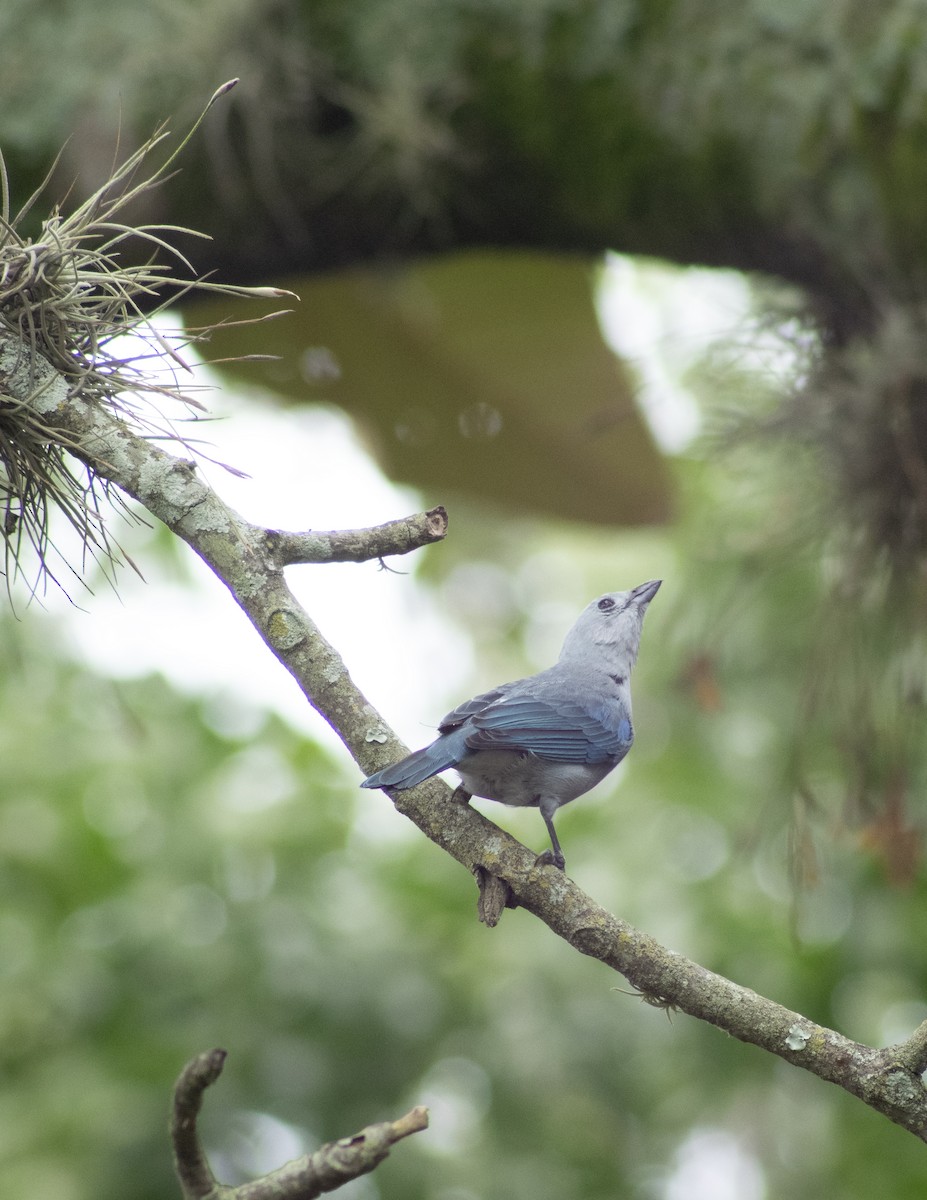 Blue-gray Tanager - ML619917560