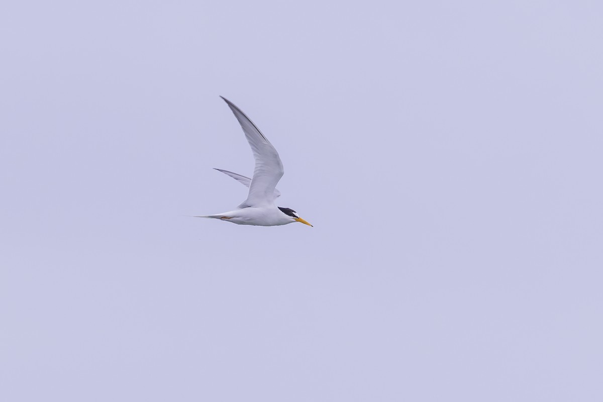 Little Tern - ML619917561