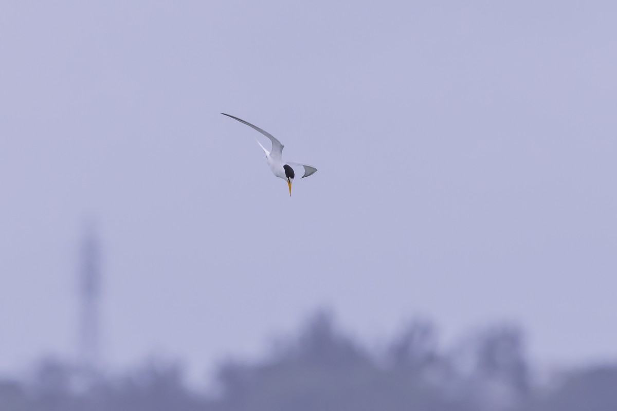 Little Tern - ML619917562