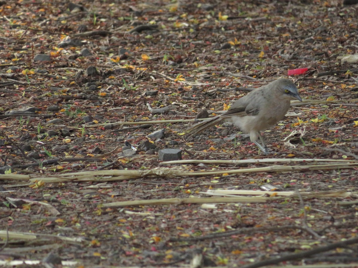 Large Gray Babbler - ML619917565