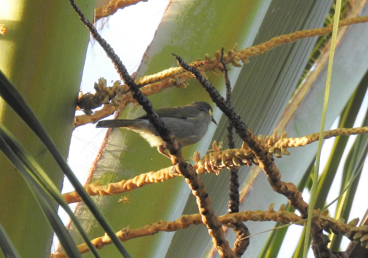 Yellow-spotted Honeyeater - ML619917586