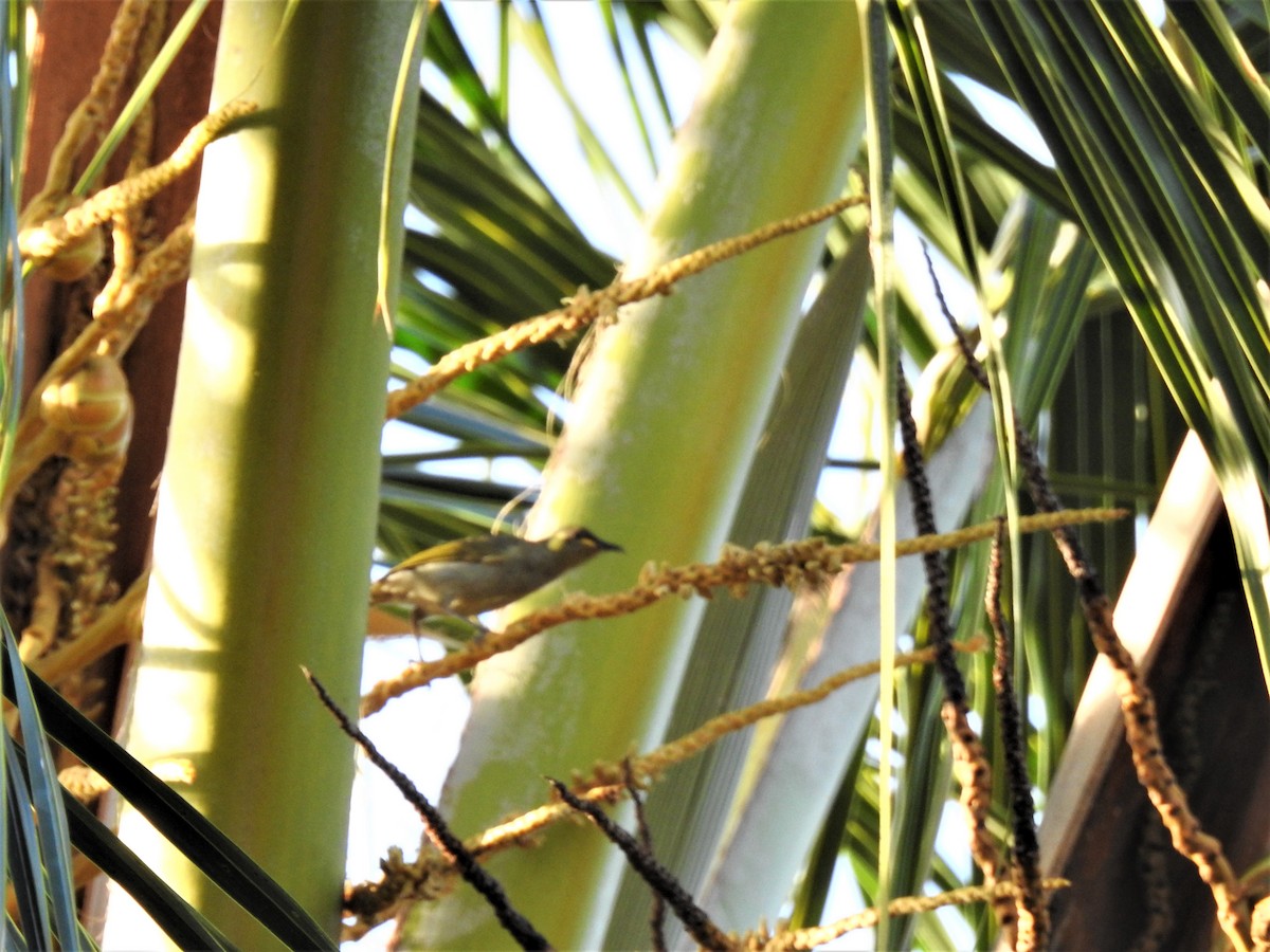 Yellow-spotted Honeyeater - ML619917589