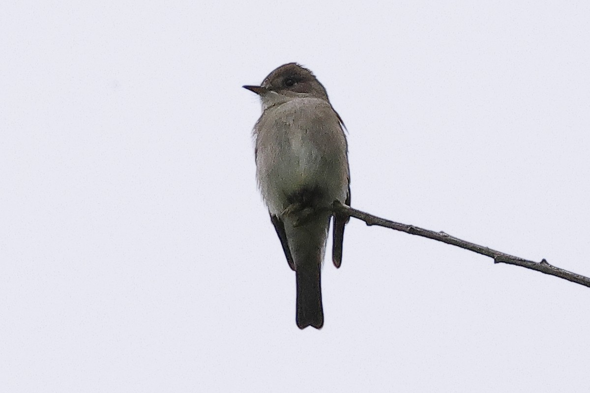 Western Wood-Pewee - ML619917594