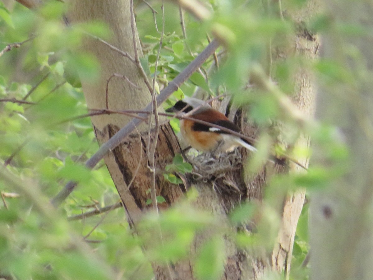 Bay-backed Shrike - ML619917613