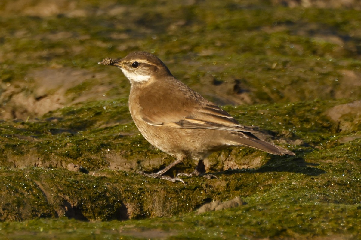 Buff-winged Cinclodes - ML619917616