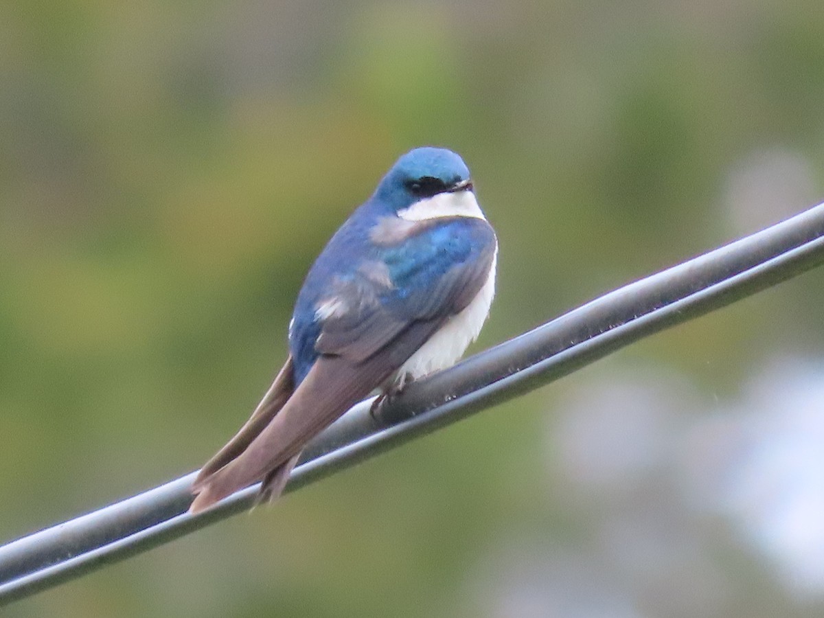 Tree Swallow - ML619917625