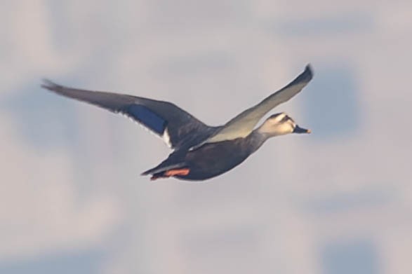 Eastern Spot-billed Duck - ML619917632