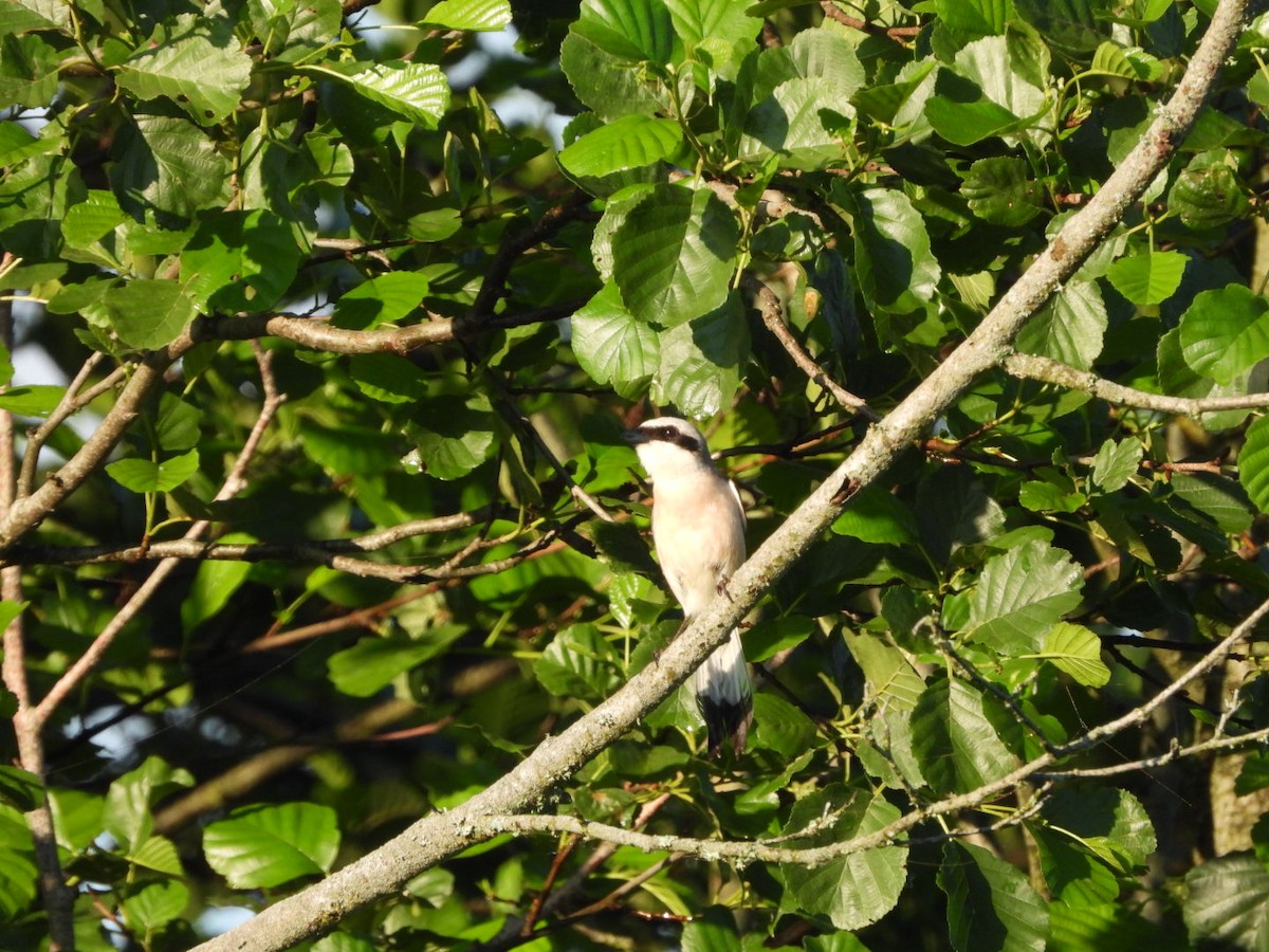 Red-backed Shrike - ML619917635