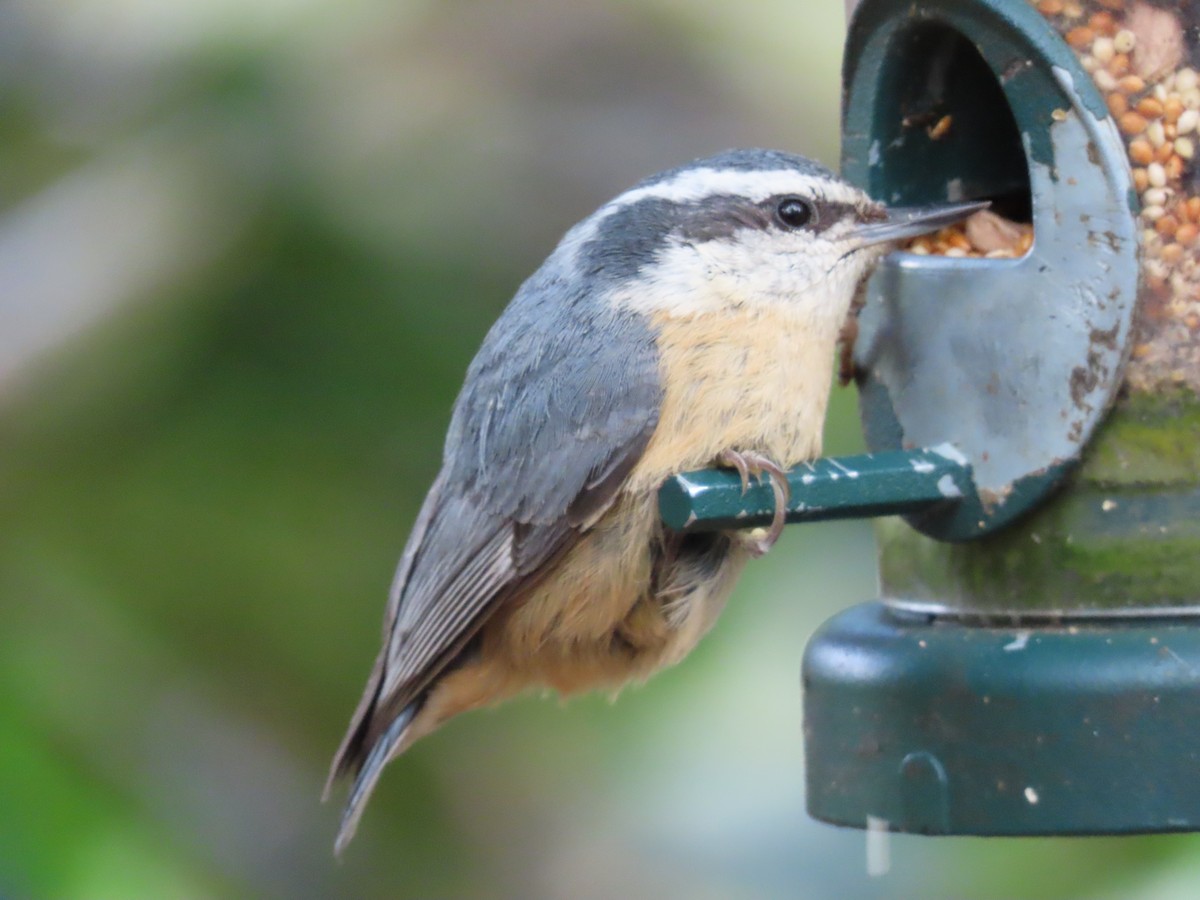 Red-breasted Nuthatch - ML619917636