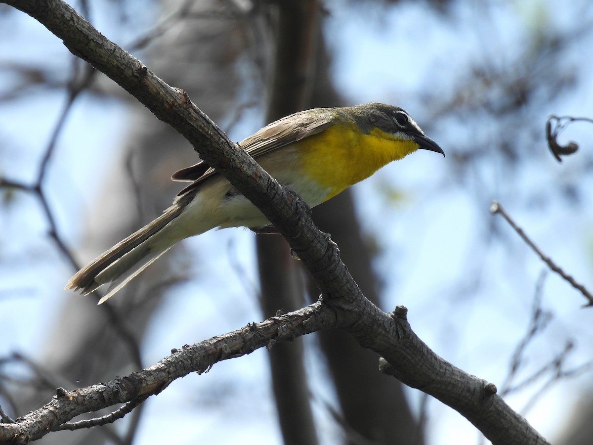 Yellow-breasted Chat - ML619917641