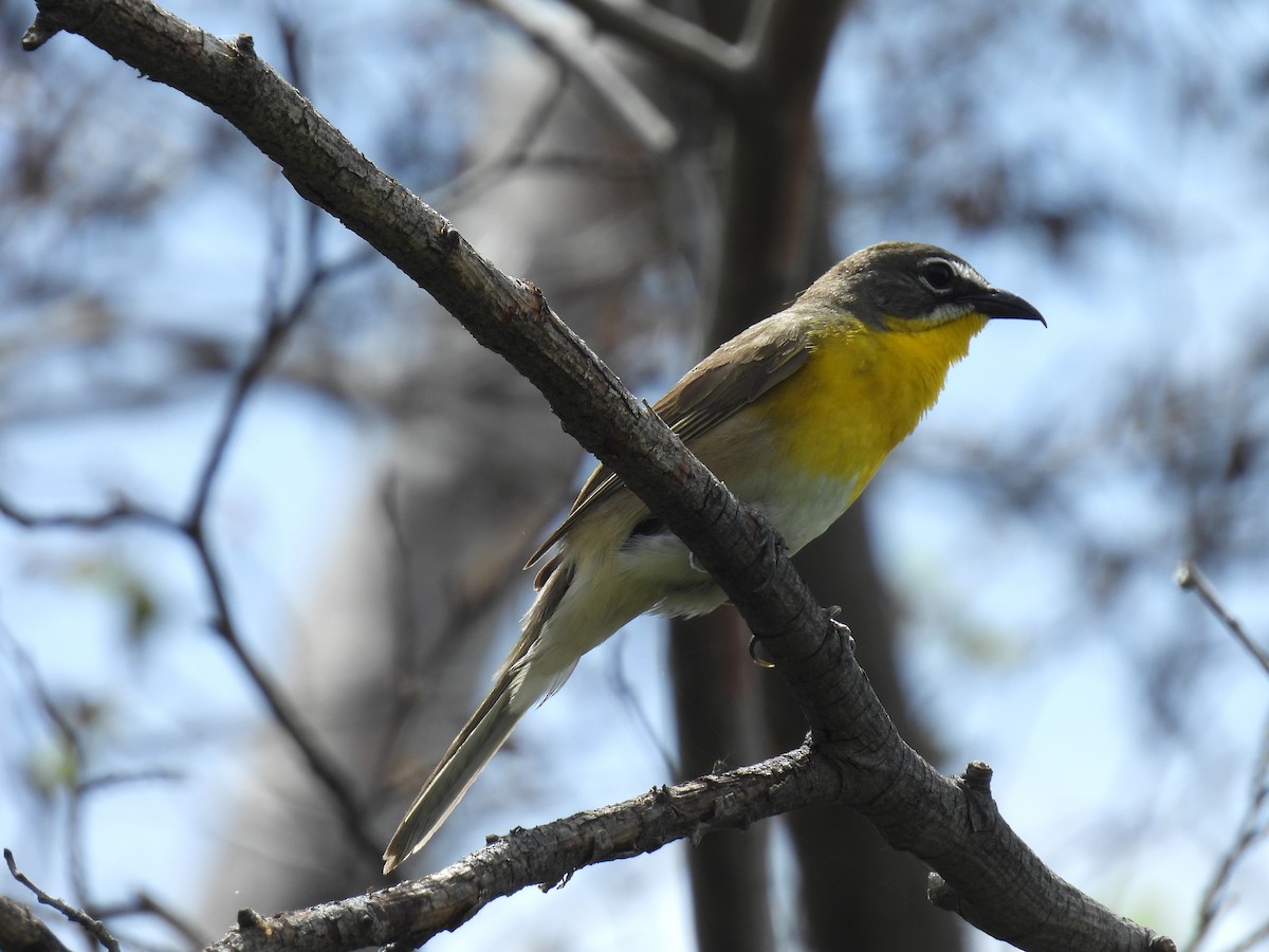 Yellow-breasted Chat - Tina Toth