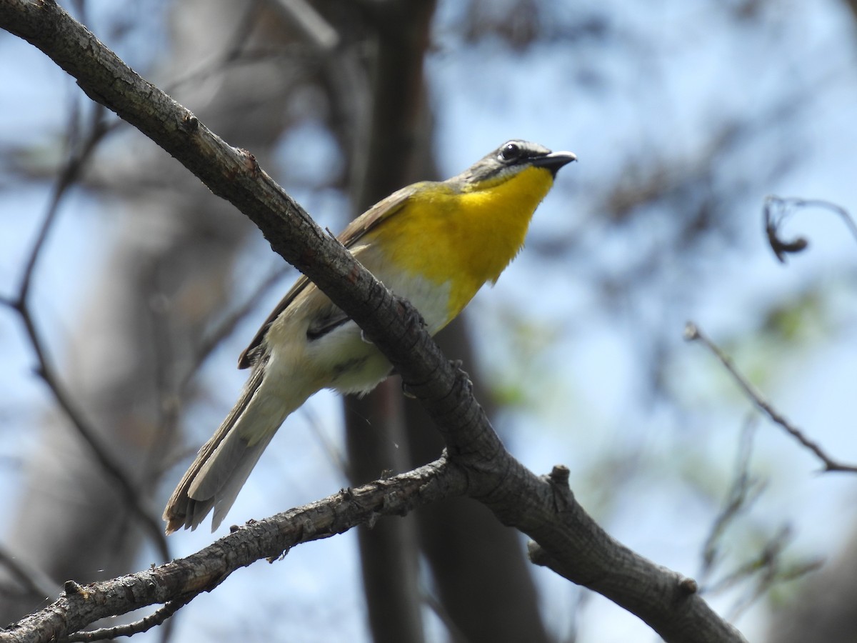 Yellow-breasted Chat - ML619917643