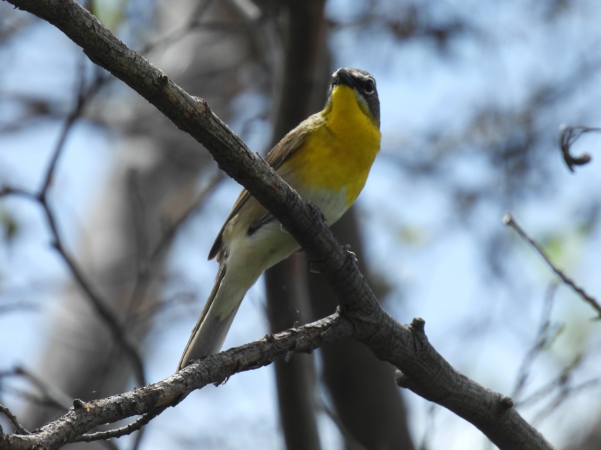 Yellow-breasted Chat - ML619917644