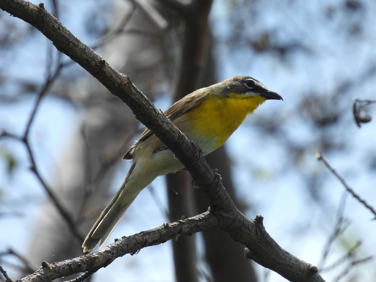 Yellow-breasted Chat - ML619917645