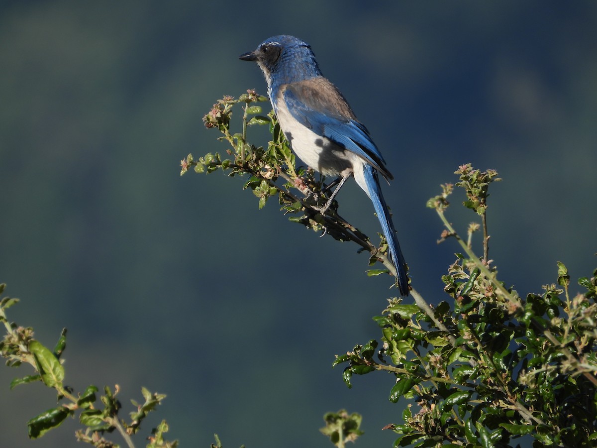 California Scrub-Jay - ML619917646