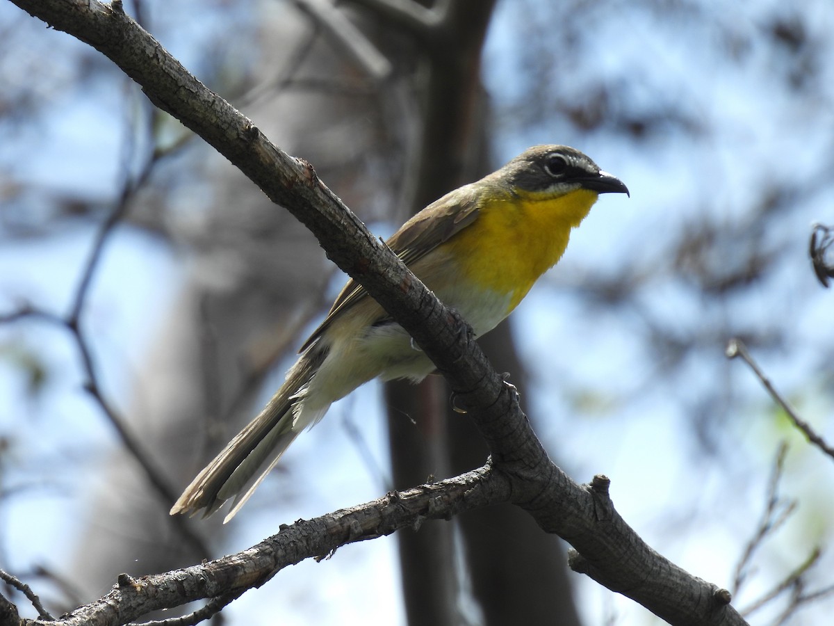 Yellow-breasted Chat - Tina Toth