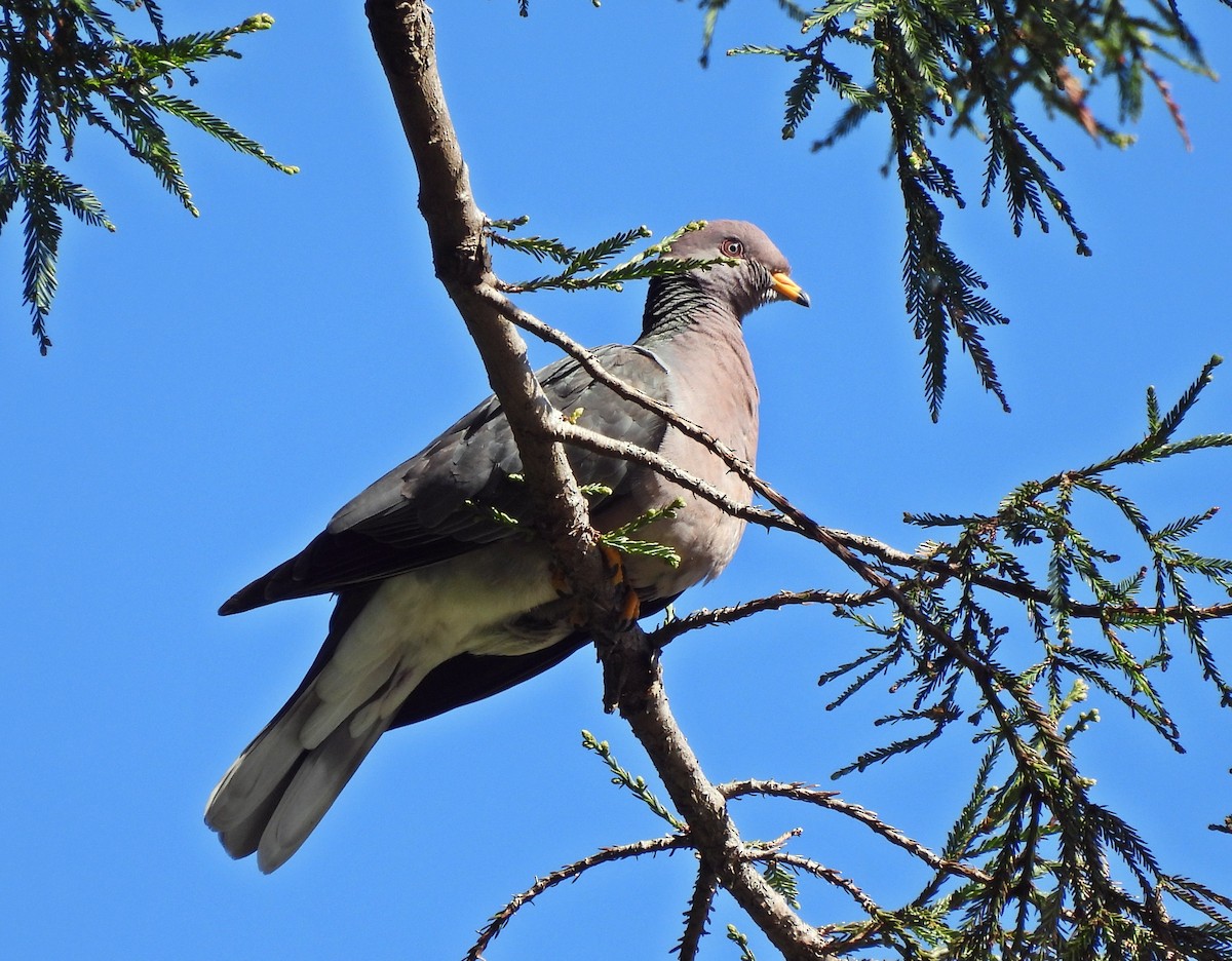 Band-tailed Pigeon - ML619917648