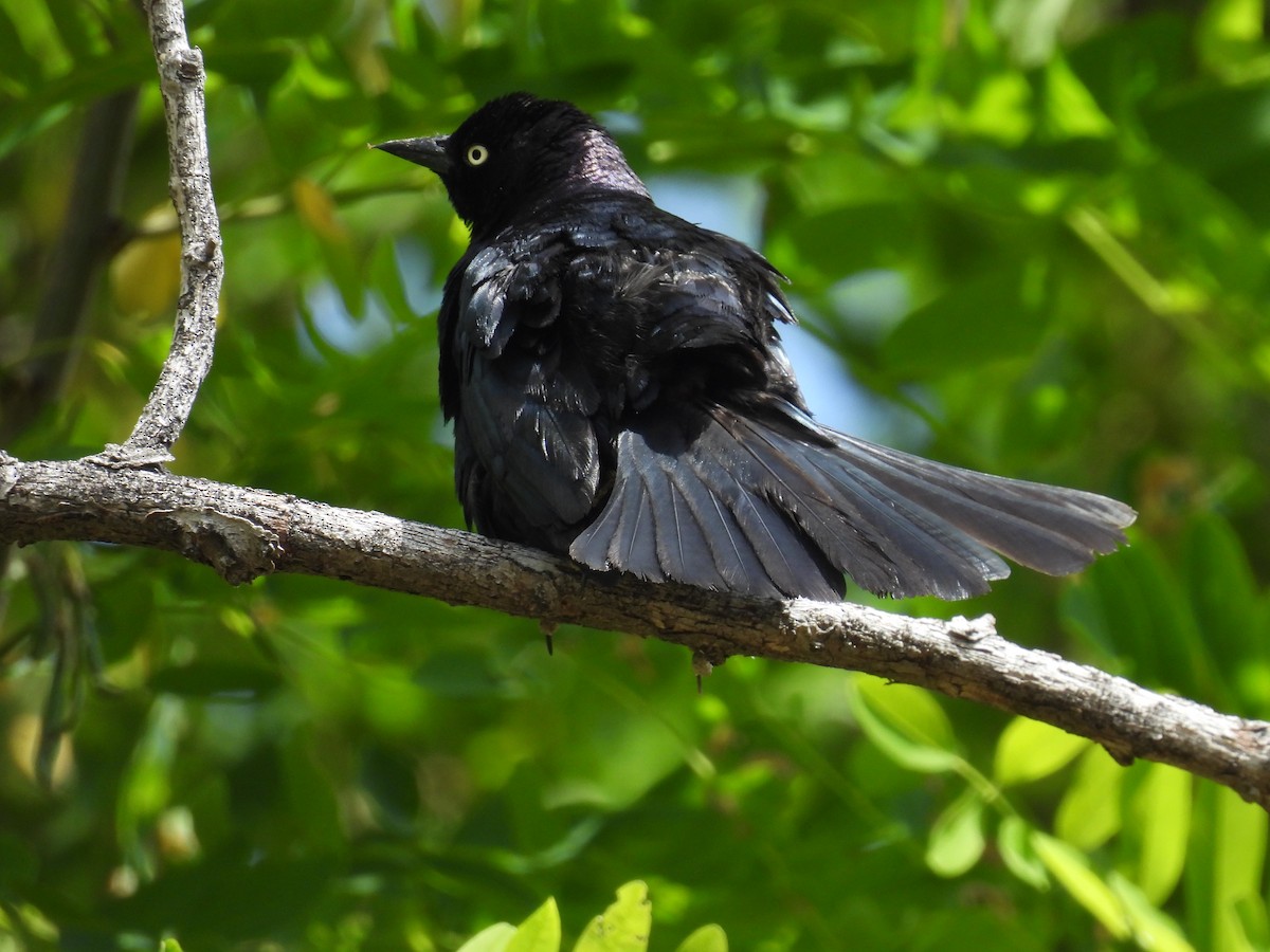 Brewer's Blackbird - ML619917649