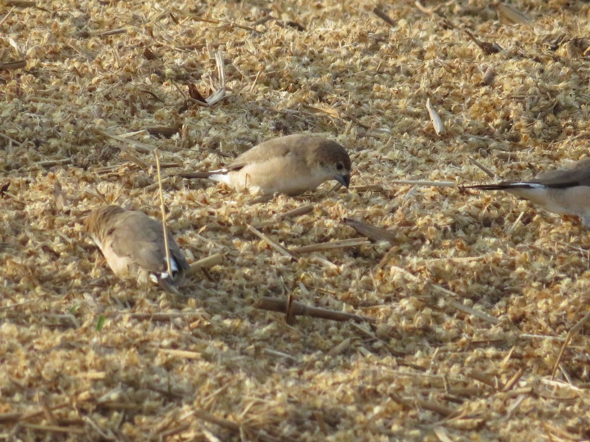 Indian Silverbill - ML619917660