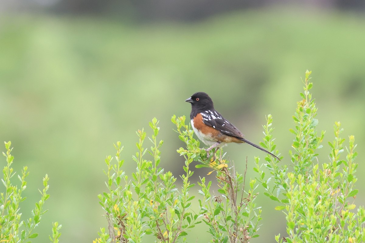 Spotted Towhee - ML619917663