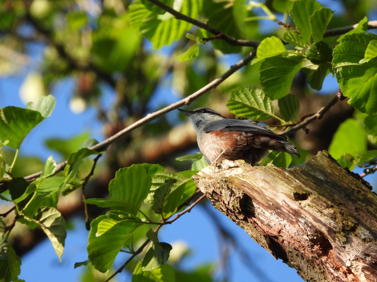 Eurasian Nuthatch - ML619917666