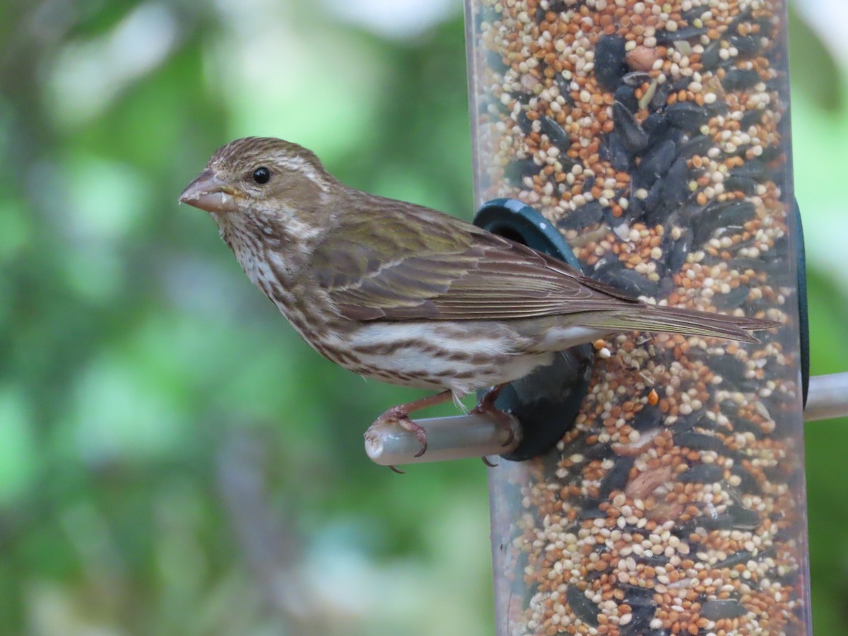 Purple Finch - ML619917670