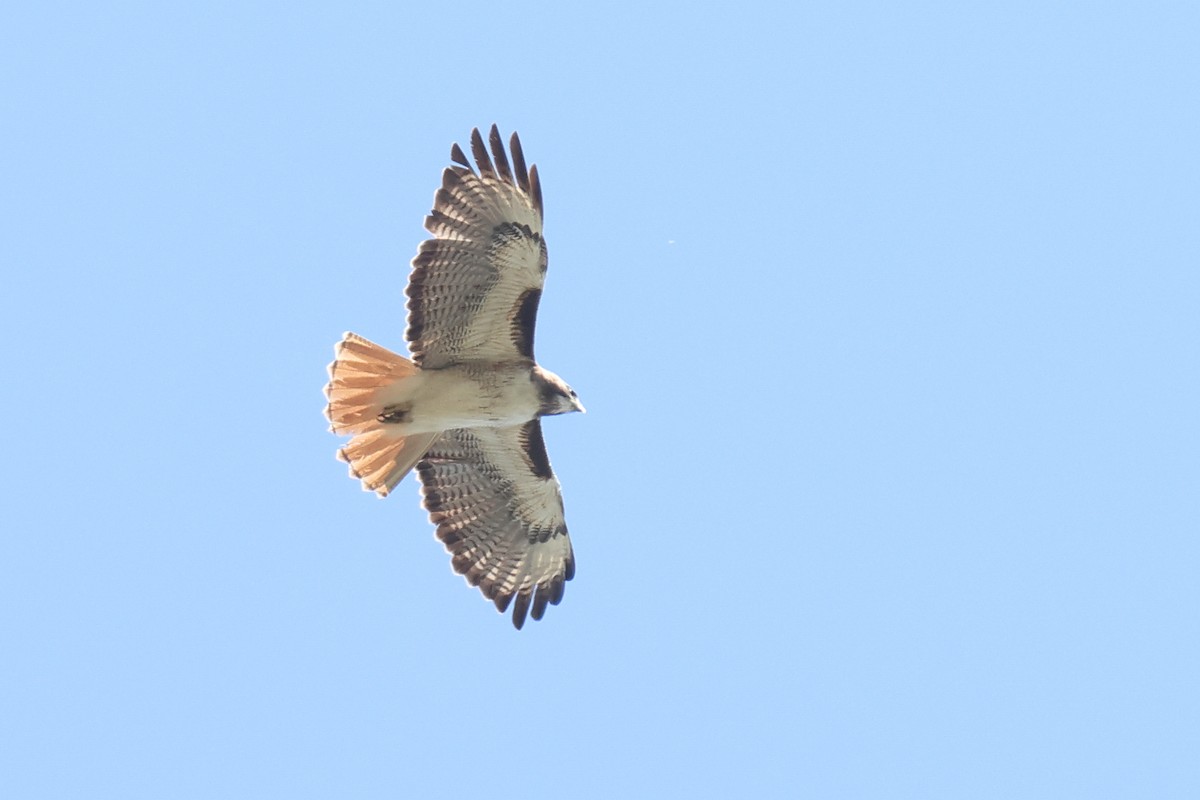 Red-tailed Hawk - ML619917676
