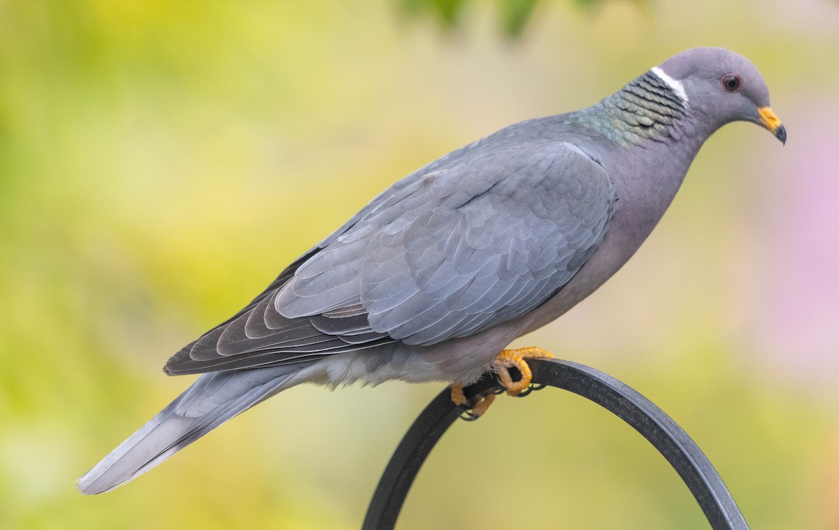 Band-tailed Pigeon - ML619917677
