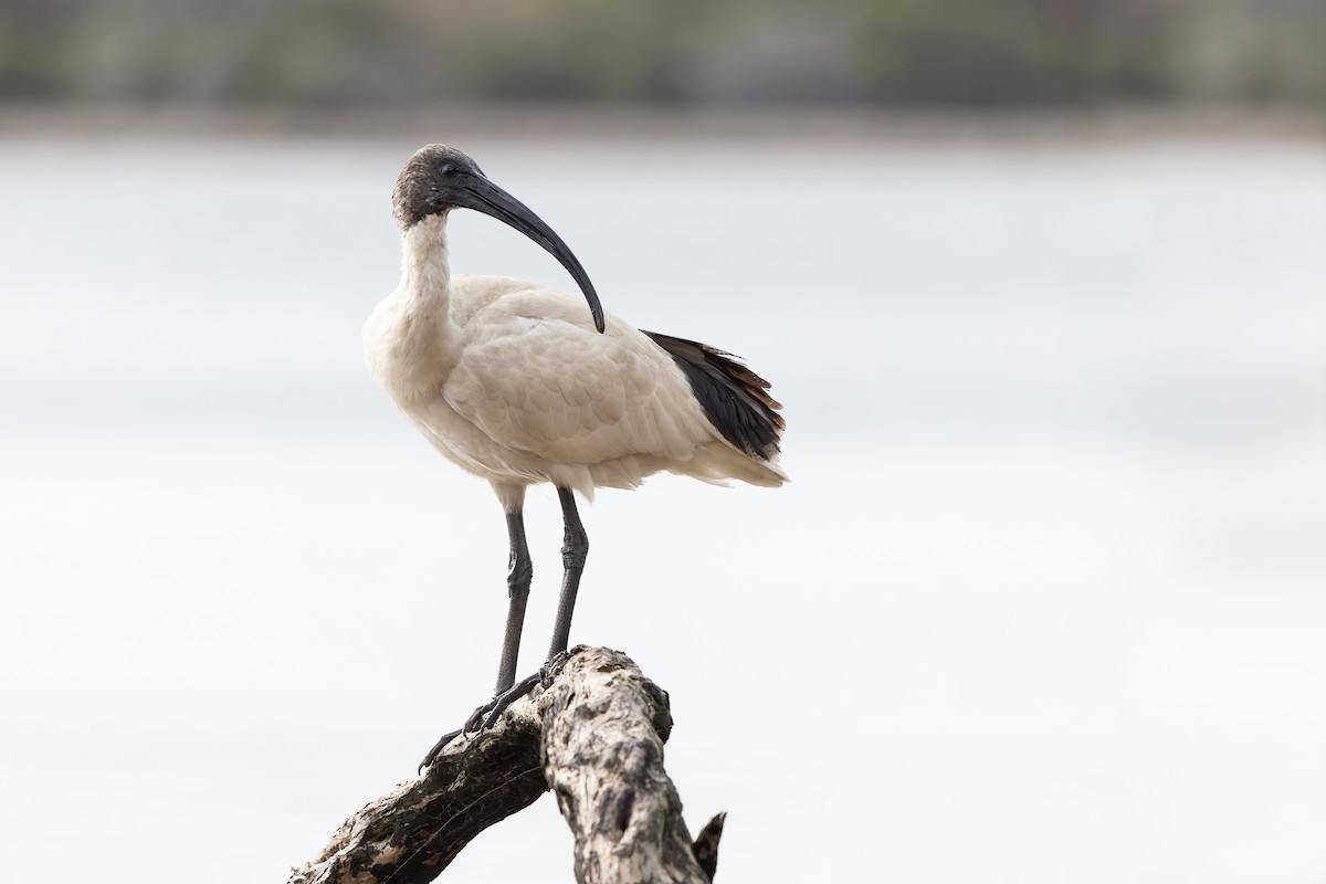 ibis australský - ML619917685