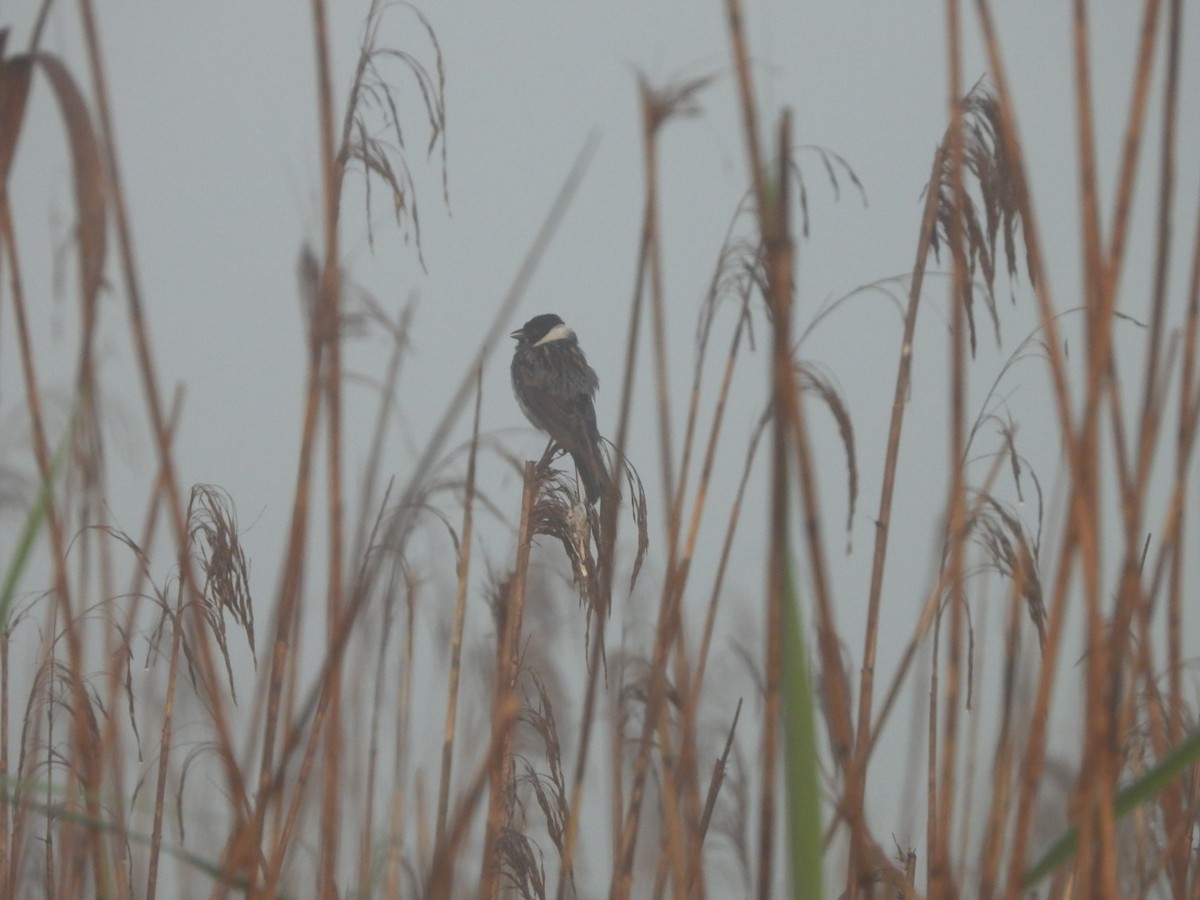 Reed Bunting - ML619917694