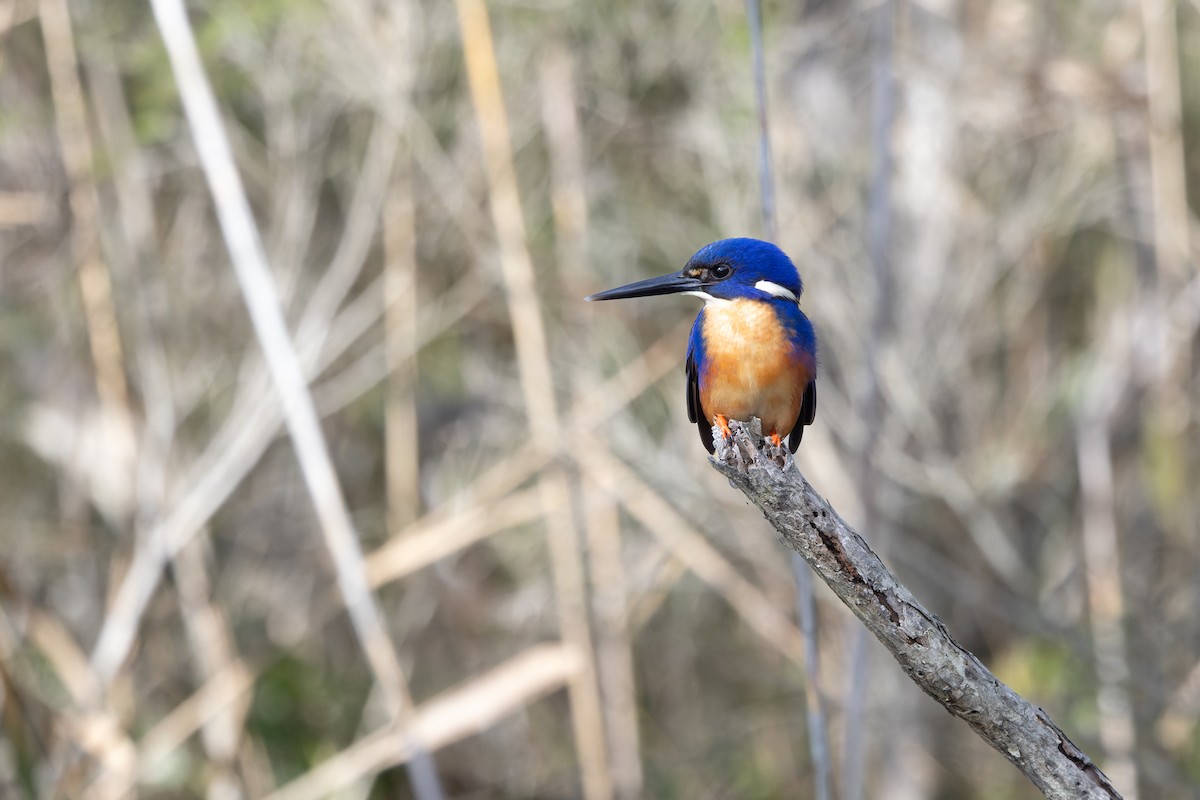 Azure Kingfisher - ML619917698