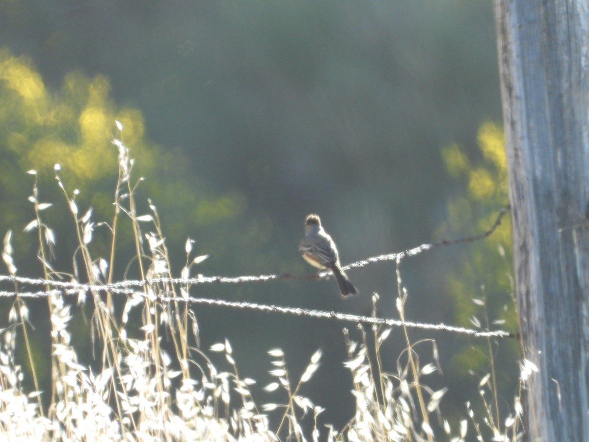 Ash-throated Flycatcher - ML619917708