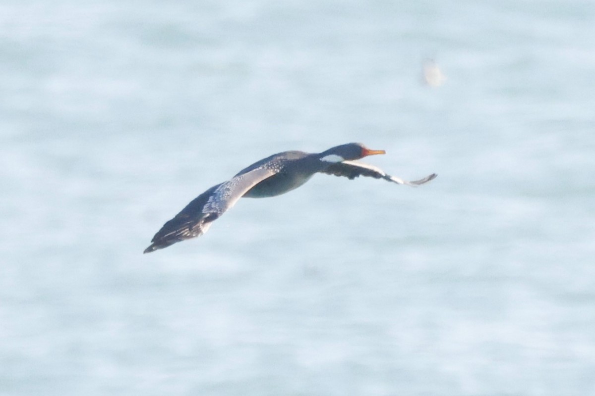 Red-legged Cormorant - ML619917713