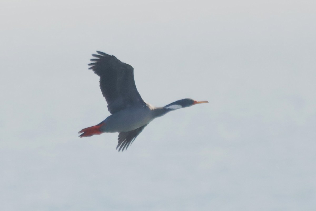 Red-legged Cormorant - ML619917715