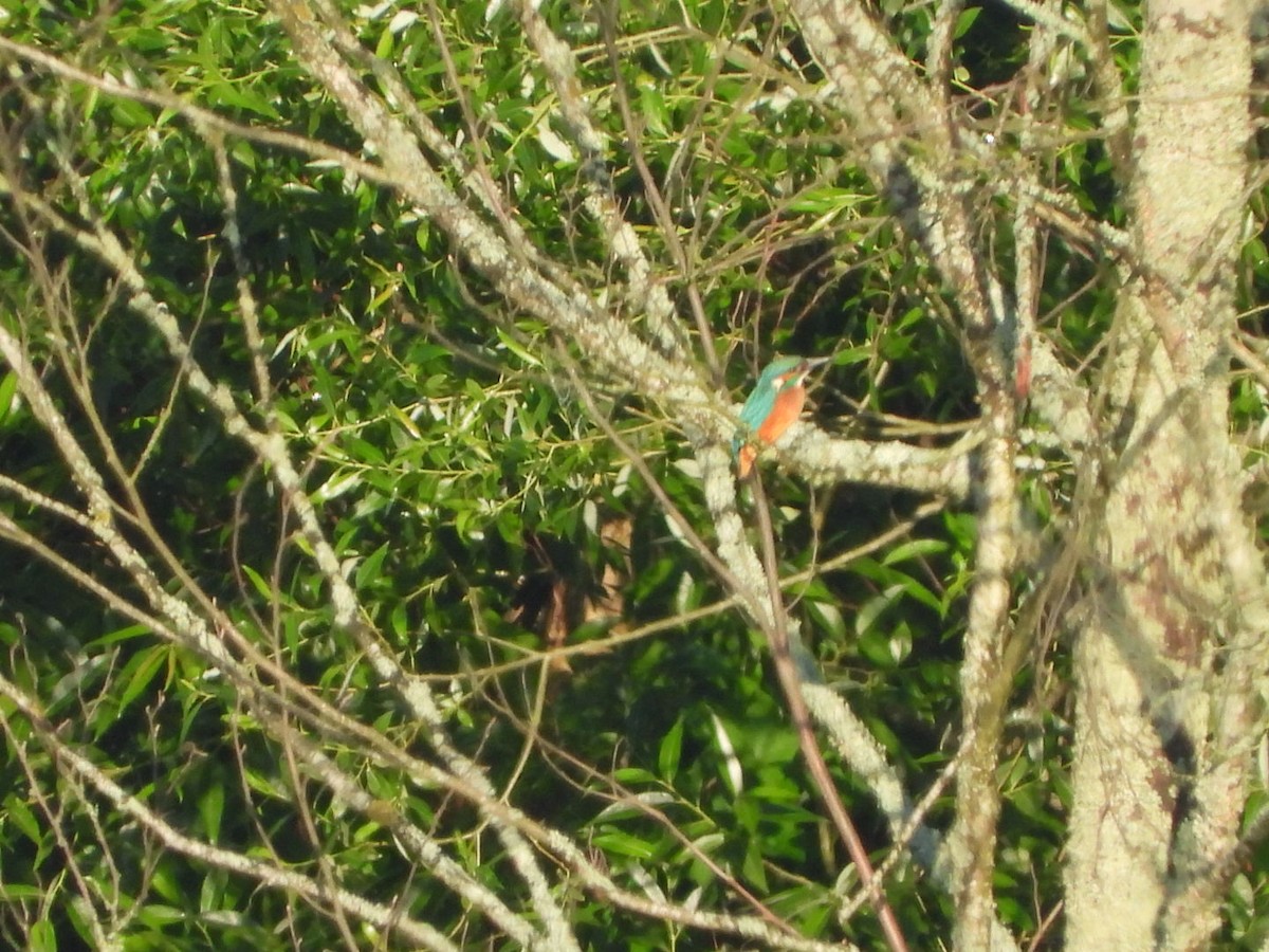 Common Kingfisher - ML619917727