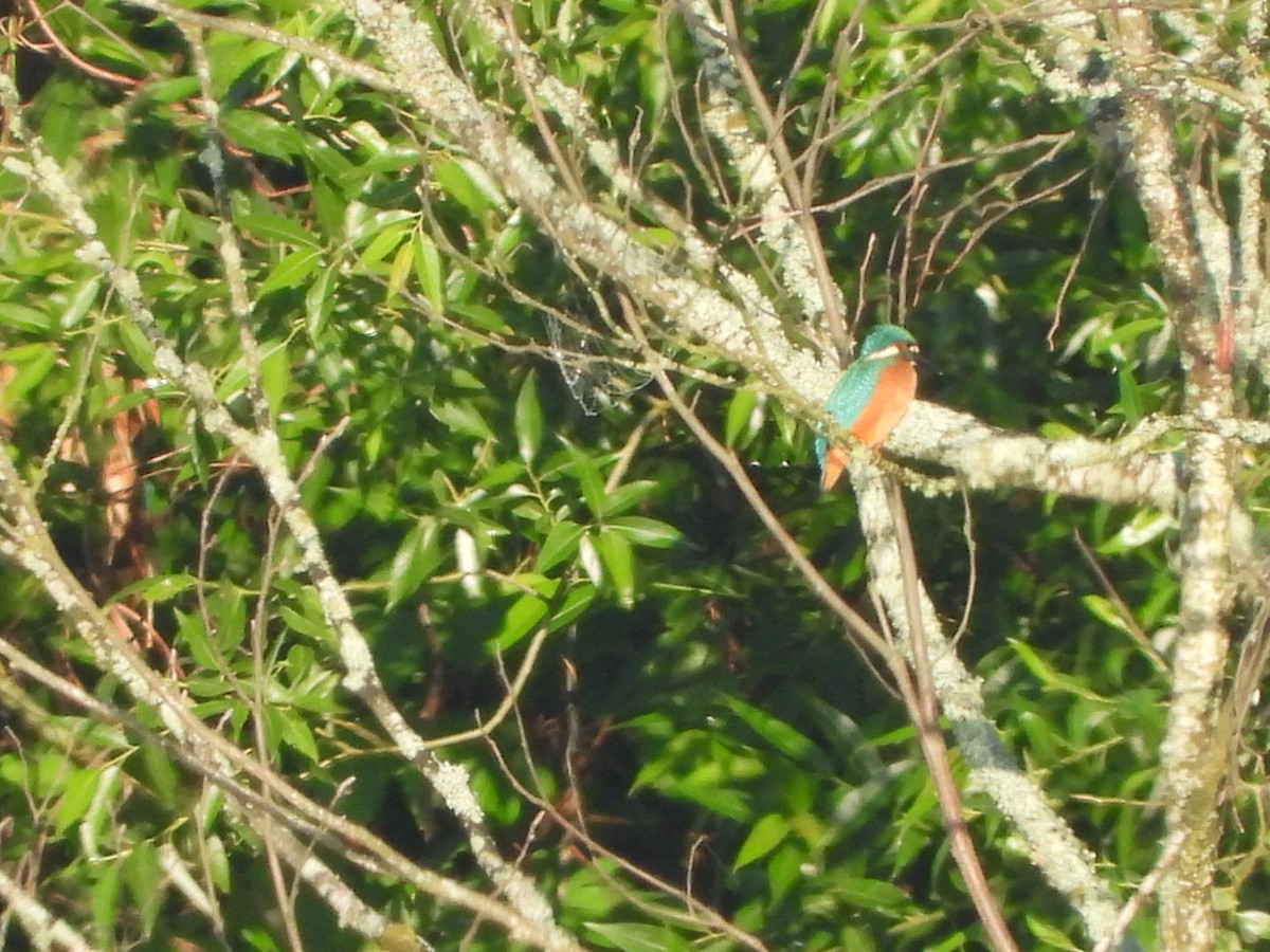 Common Kingfisher - ML619917728