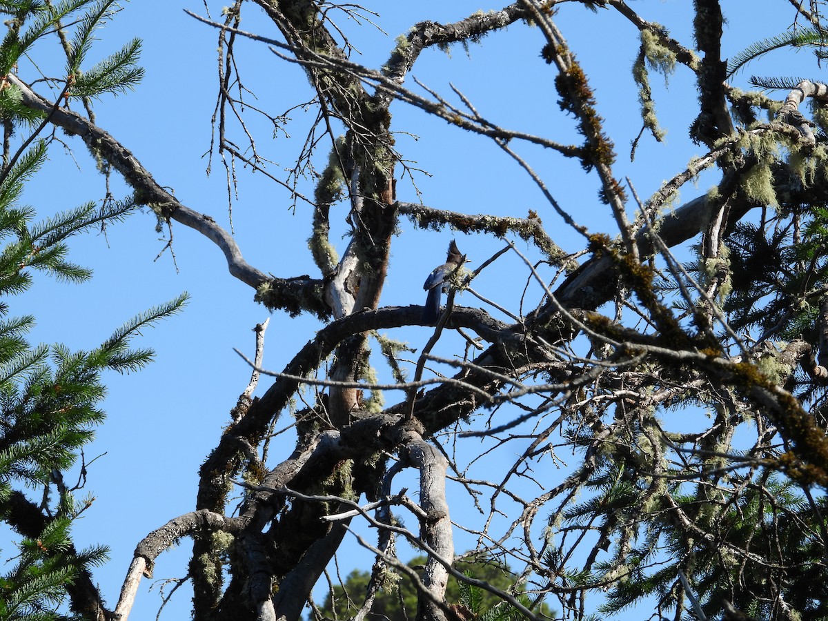 Steller's Jay - ML619917730