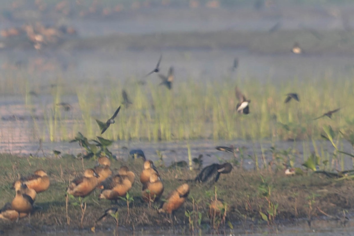 Lesser Whistling-Duck - ML619917732