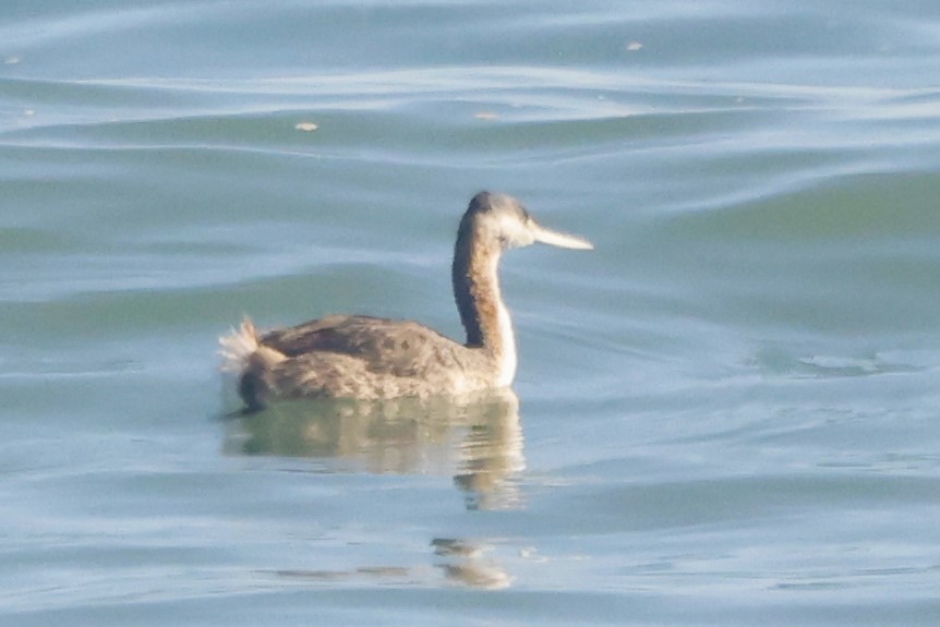 Great Grebe - ML619917735