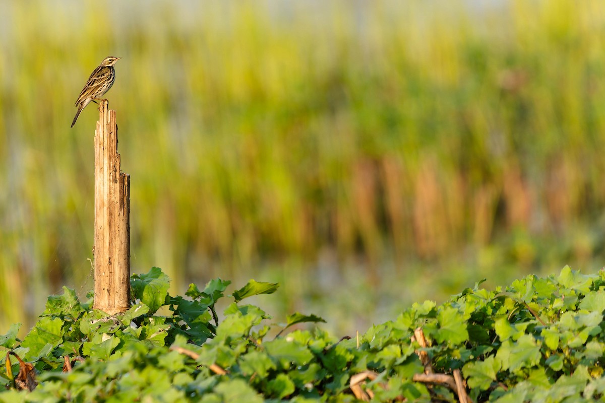 Rosy Pipit - Zebedee Muller