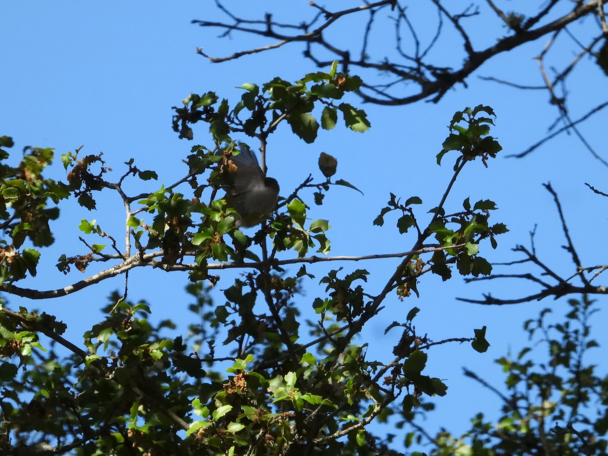 Bushtit - ML619917751