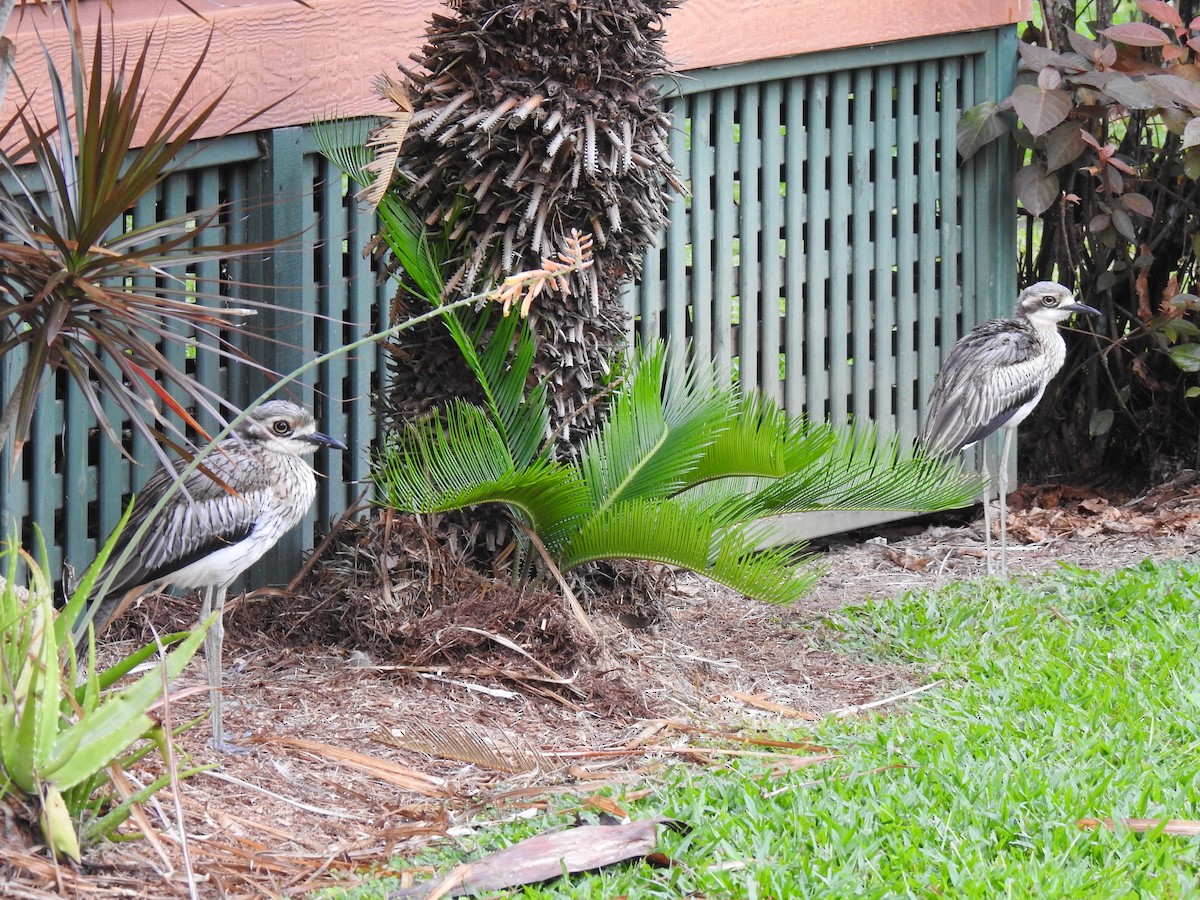 Bush Thick-knee - ML619917754