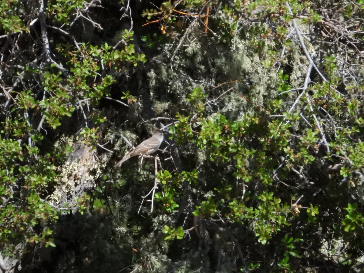 Ash-throated Flycatcher - ML619917757