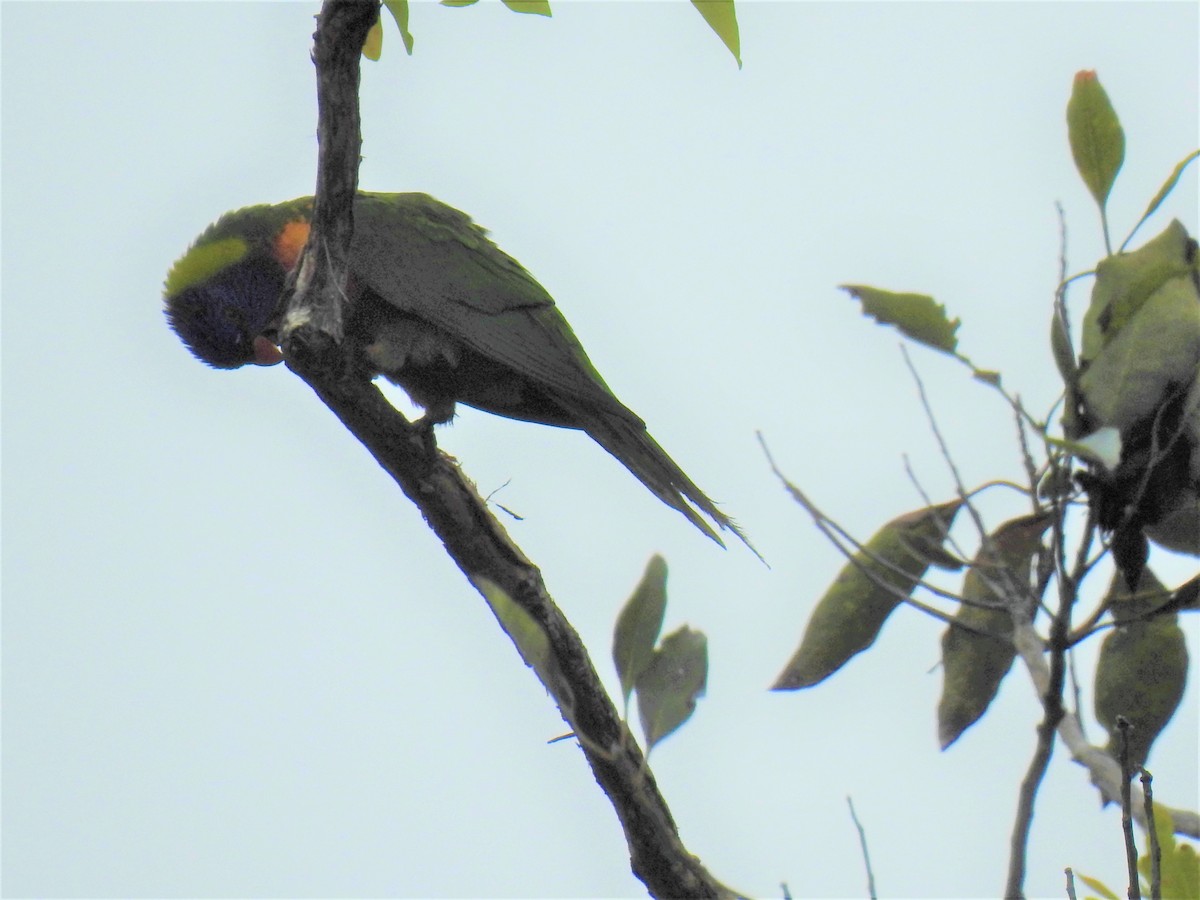 Rainbow Lorikeet - ML619917773