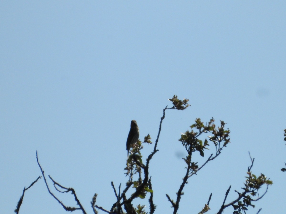 Purple Finch - ML619917774